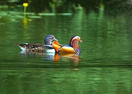 בעלי חיים בגן גן החיות הלימודי חיפה mandarin duck pet birds animals
