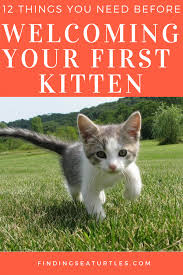 12 Essentials For The First Time Cat Owner Finding Sea Turtles First Time Cat Owner Cat Training Cats