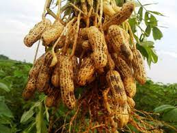 Kacang tanah berdaun majemuk bersirip genap. Deskripsi Kacang Tanah Arachis Hypogaea Biology Smart