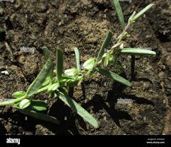 Image result for Polygala erioptera