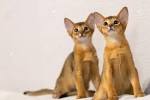 Abyssinian Kittens - Brentabyssinians