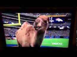 The voice of geico's hump day camel. Caleb The Geico Camel Super Bowl Pregame Commercial Youtube