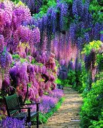Wisteria Flower Garden In Japan Beautiful Gardens Beautiful Nature Nature