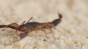 Scorpions in georgia 20 08 2016. Scorpion Vejovis Carolinianus Known As Stock Footage Video 100 Royalty Free 3788093 Shutterstock