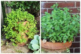 Maybe you would like to learn more about one of these? Herbs That Grow In Shade 10 Delicious Choices For The Garden