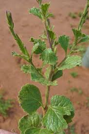 Image result for Chascanum