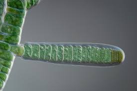 Image result for Syngrapha microgamma