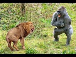 Out in a fight all that matters is who has the largest bear. Gorilla Vs Lion Russel S Battle Blog