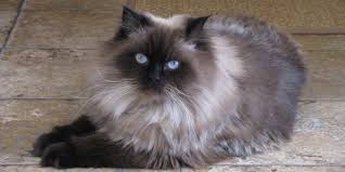 These kittens are well socialized and raised in our family with dogs and small children. 20 Fun Facts You Didn T Know About Himalayan Cats