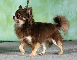 To Be Called Moose Chocolate Long Haired Chihuahua Chihuahua Teacupchihuahua Chihuahuacolors Chihuahua Dogs Cute Chihuahua Chihuahua