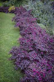 Outdoor Plants That Live All Year Round Plants Garden Shrubs Outdoor Plants