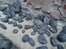 சாளக்கிராமம் - தமிழ் விக்கிப்பீடியா