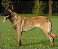 Belgian malinois shares precious bond with kitty friend. Belgian Malinois Dog Breed Facts And Traits Hill S Pet