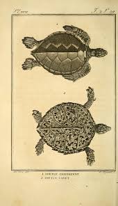 Histoire Naturelle Generale Et Particuliere Des Reptiles C 1 T 2 1802 A Paris De L Imprimerie De F Vintage Drawing Animal Drawings Scientific Drawing