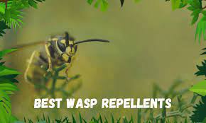 Stinger wasp, hornet & yellow jacket foam: The Best Wasp Repellents For 2020 7 Top Picks
