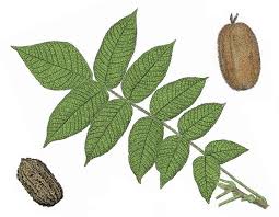 This would include many native trees such as black walnut, butternut, the hickories and pecan. Butternut White Walnut Mdc Teacher Portal