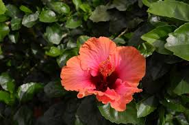 Image result for Hibiscus barbosae
