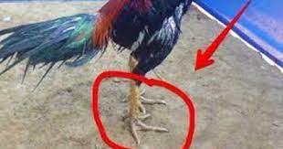 Ciri Ayam Pukul Saraf Pada Ayam Aduan Sidomulyo Farm