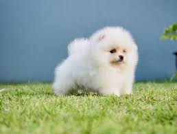 With over ten years of experience, we have given hundreds of families the gift of a loving companion. Pomeranian Puppies Teacup Chicago Il 60608 Usa