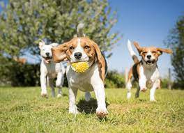 Maybe you would like to learn more about one of these? Tahlequah Dog Park Dog Park Facebook
