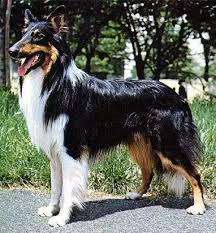 hunderassen beschreibung rough collie grosses bild collie hund hunderassen hunde rassen