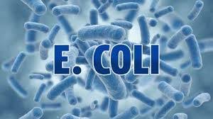 E. coli hits South Dakota - Sisseton Area - What you need to know ...