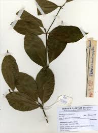 Image result for Rothmannia longiflora