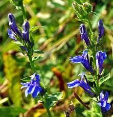 One that will creep and one that stays in a clump. See 25 Native Ohio Perennials For Your Garden Vibrant Color And Deer Resistant Cleveland Com