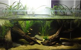 No Lid Plants Stick Up Axolotl Tank Fish Tank Aquascape