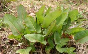Image result for Rumex lanceolatus