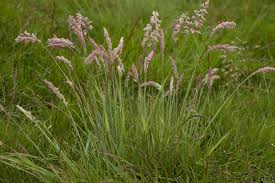 Image result for Holcus