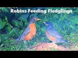 Daily photos of baby american robins from eggs to flight. American Robin Parents Feeding Fledglings Youtube