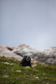 Black Marmot, Grand Teton National Park | Dave Walsh, Photographer