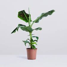 Image result for Musa Cavendish