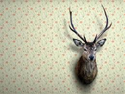 If you're in search of the best whitetail deer wallpaper, you've come to the right place. White Tailed Deer Wallpapers Hd Download Free Backgrounds