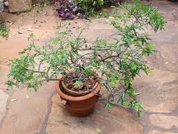 Image result for Schotia afra