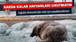 karda kalan sokak hayvanlari icin neler yapilabilir sayfa 6