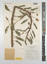 Image result for Aeschynomene pfundii