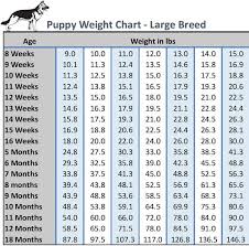 German Shorthaired Pointer Puppy Weight Chart Lajoshrich Com
