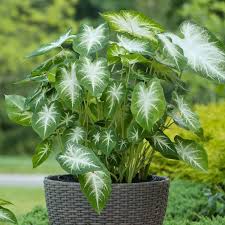 Image result for Caladium