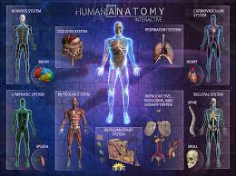 Human Anatomy Interactive Smart Puzzle