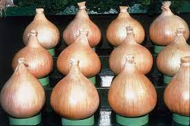 A sweet spanish type, ailsa craig is reported to be a longer storing onion than other sweet spanish types. Ailsa Craig Exhibition Onion Spanish O P Stokes Seeds
