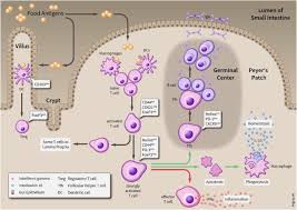 He plays for bodo/glimt in football manager 2021. Recognition Of Food Antigens By The Mucosal And Systemic Immune System Consequences For Intestinal Development And Homeostasis Sciencedirect
