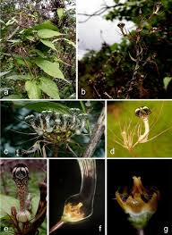 Image result for Ceropegia schultzei