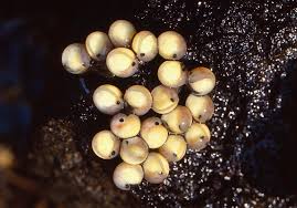 Image result for Macrotyloma rupestre × densiflo