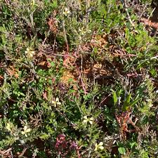Image result for Carrichtera annua