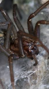 Image result for große winkelspinne biss haut reaktion