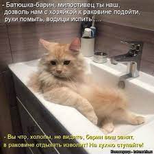 pin na doske koty i koshki