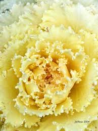 Also known as dinosaur kale, black tuscan kale, black cabbage, and black palm. Glow Of Autumn Pigeon White Kale Cabbage Plant Ornamental Cabbage Flowering Kale