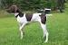 Liver Solid German Shorthaired Pointer